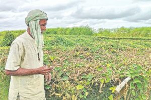 পদ্মার পানি বাড়ায় রাজশাহীতে ৩০৯ হেক্টর জমি প্লাবিত, সবজি হারিয়ে দিশেহারা কৃষক