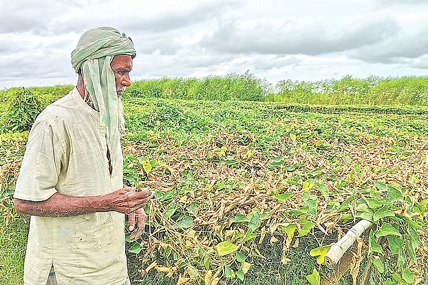 পদ্মার পানি বাড়ায় রাজশাহীতে ৩০৯ হেক্টর জমি প্লাবিত, সবজি হারিয়ে দিশেহারা কৃষক