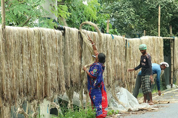 চার বছর পর ঘুরে দাঁড়াল পাট রপ্তানি, আয় বেড়ে ৮৮ কোটি ডলার